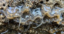 biofilm filters sometimes fail