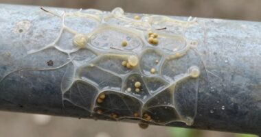 biofilm formation and issues