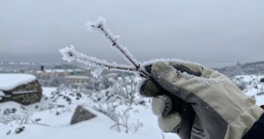 cold exposure s immune effects