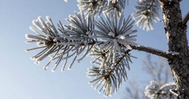 cold induced norepinephrine release