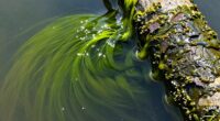 distinguishing algae and biofilm