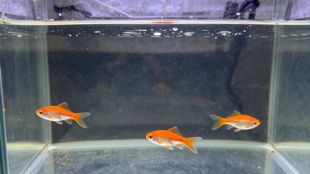 proper aquarium water maintenance