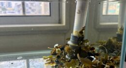 ignoring water quality issues