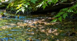 regular water quality assessments