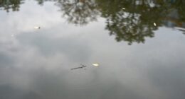 simple habits prevent cloudiness